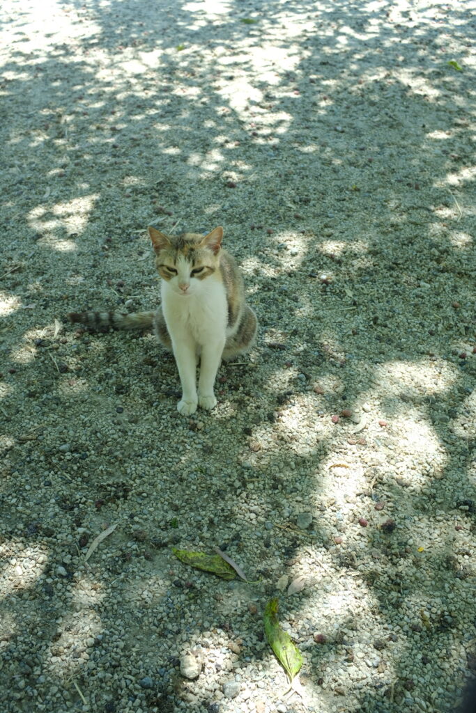 Cat in Ikaria, Greece